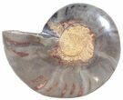 Split Black/Orange Ammonite (Half) - Unusual Coloration #55652-1